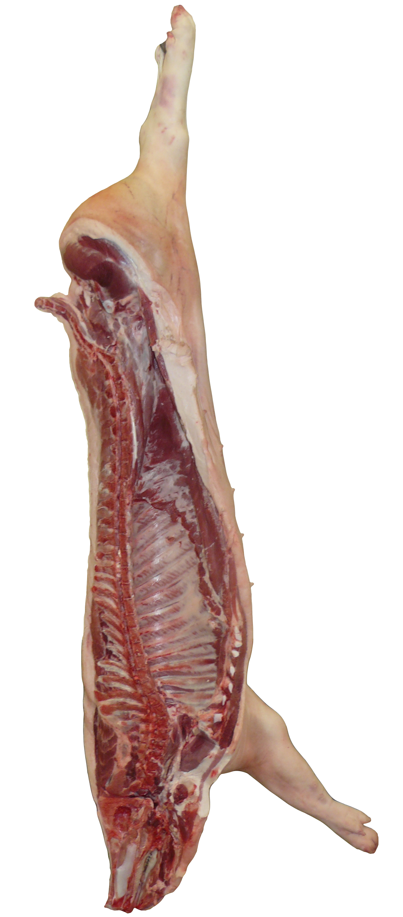 V/2 bez plsti SKU a hlavou